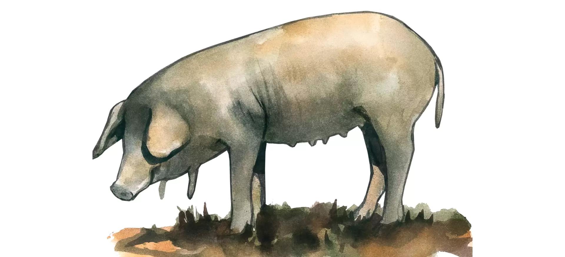 Неро казертано (казертанская) – порода свиней