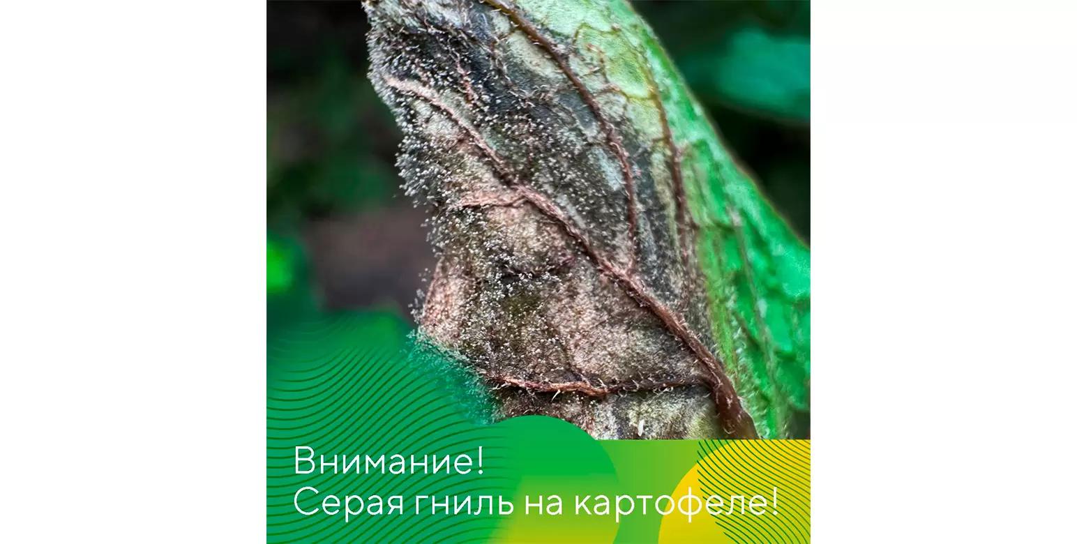 Вспышка серой гнили на картофеле