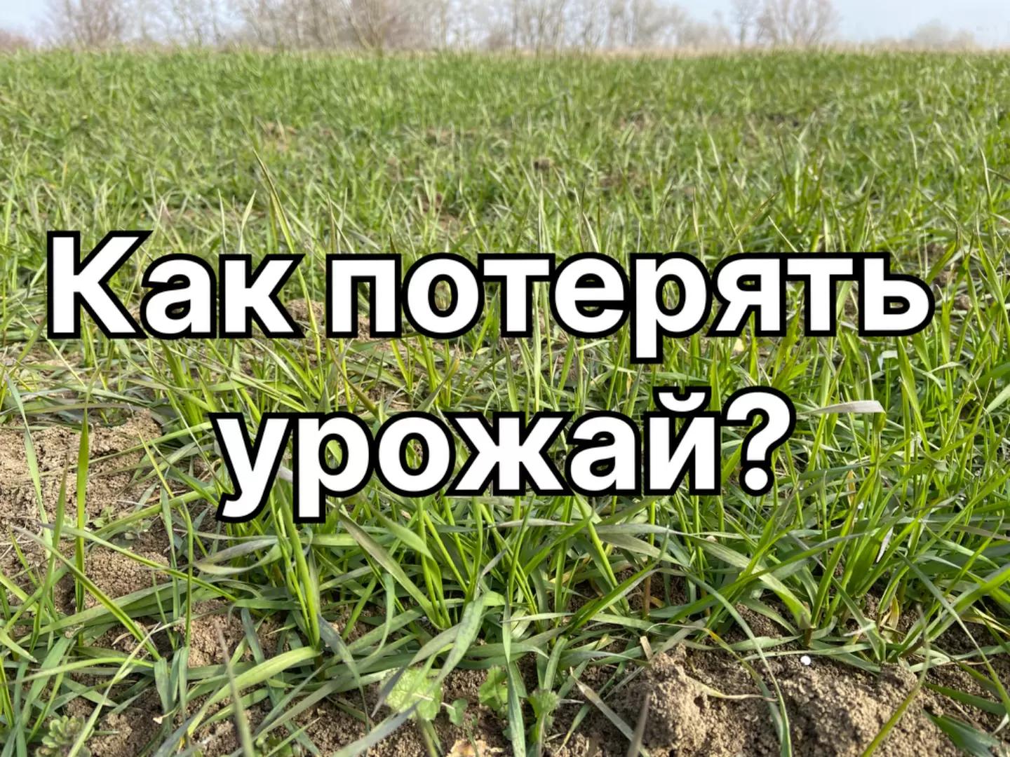 Озимая пшеница: как потерять урожай? Топ главных ошибок весны!