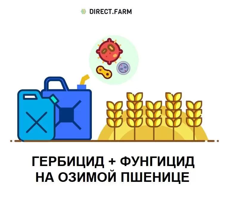 Как применять смесь гербицид + фунгицид на озимой пшенице?