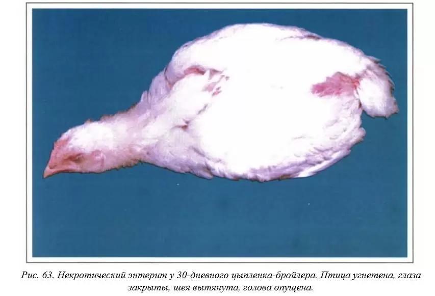 Вегад - Атлас болезней птицы. Ч. 9. Некротический энтерит