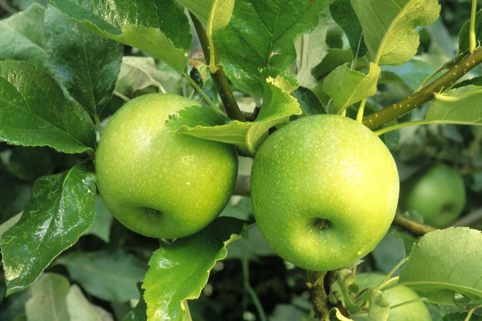 ЭФФЕКТИВНОСТЬ СИСТЕМЫ ЗАЩИТЫ ЯБЛОНИ ОТ ПАРШИ В УСЛОВИЯХ ИНТЕНСИВНОГО САДА