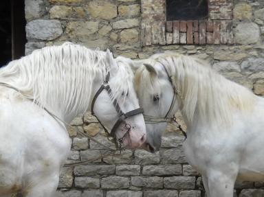 Булонская порода лошадей