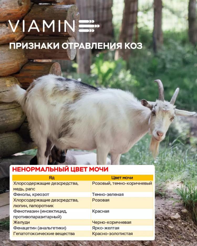 ПРИЗНАКИ ОТРАВЛЕНИЯ КОЗ