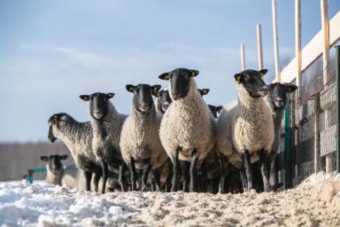 Вопрос-ответ. Можно ли романовских овец стричь в марте?