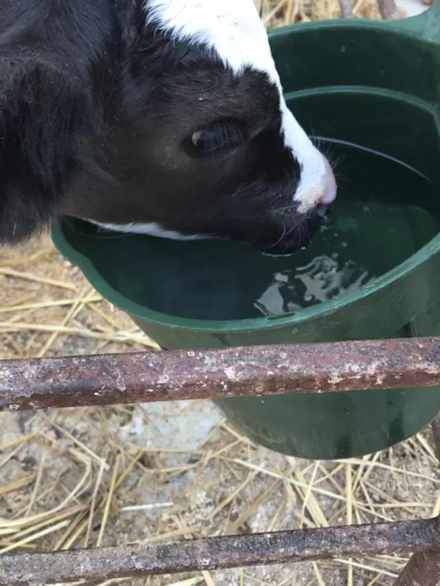Насколько важно теленку и другим жвачным животным пить воду?