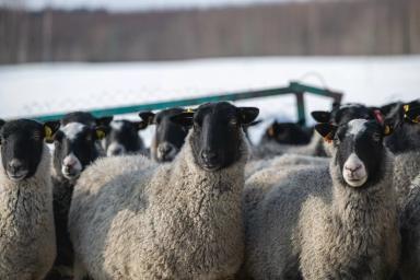 Вопрос-ответ. Можно ли романовских овец стричь в марте?