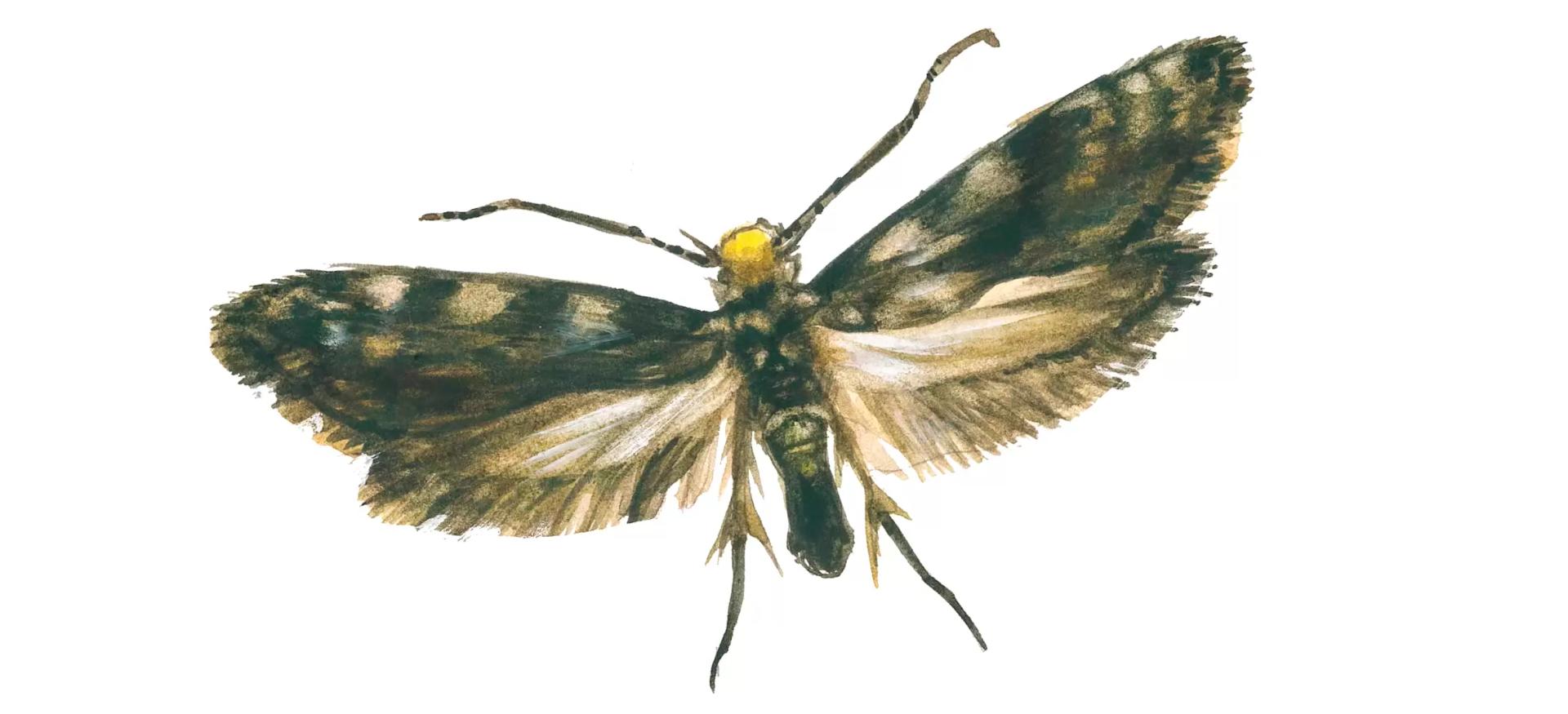 Моль амбарная