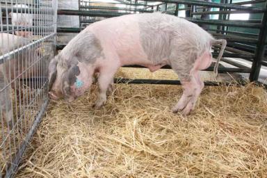 Бизаро – порода свиней 