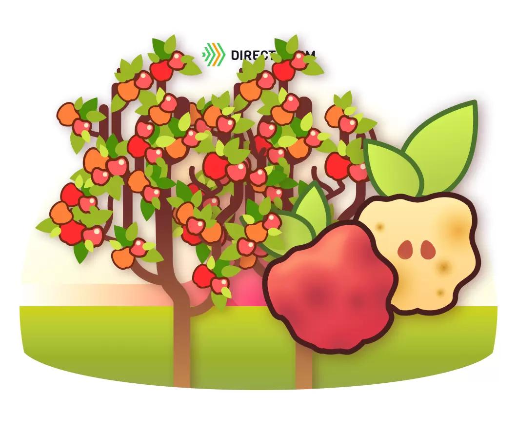 Опробковение плодов яблони и методы его преодоления