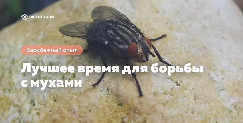 Лучшее время для борьбы с мухами