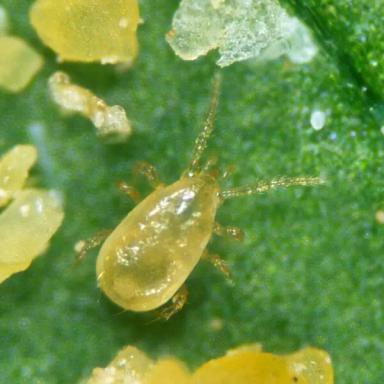 Энтомофаги для защиты растений от насекомых-вредителей