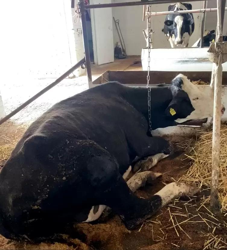 Вопросы из чатов: какое лечение при подозрении на клостридиоз?