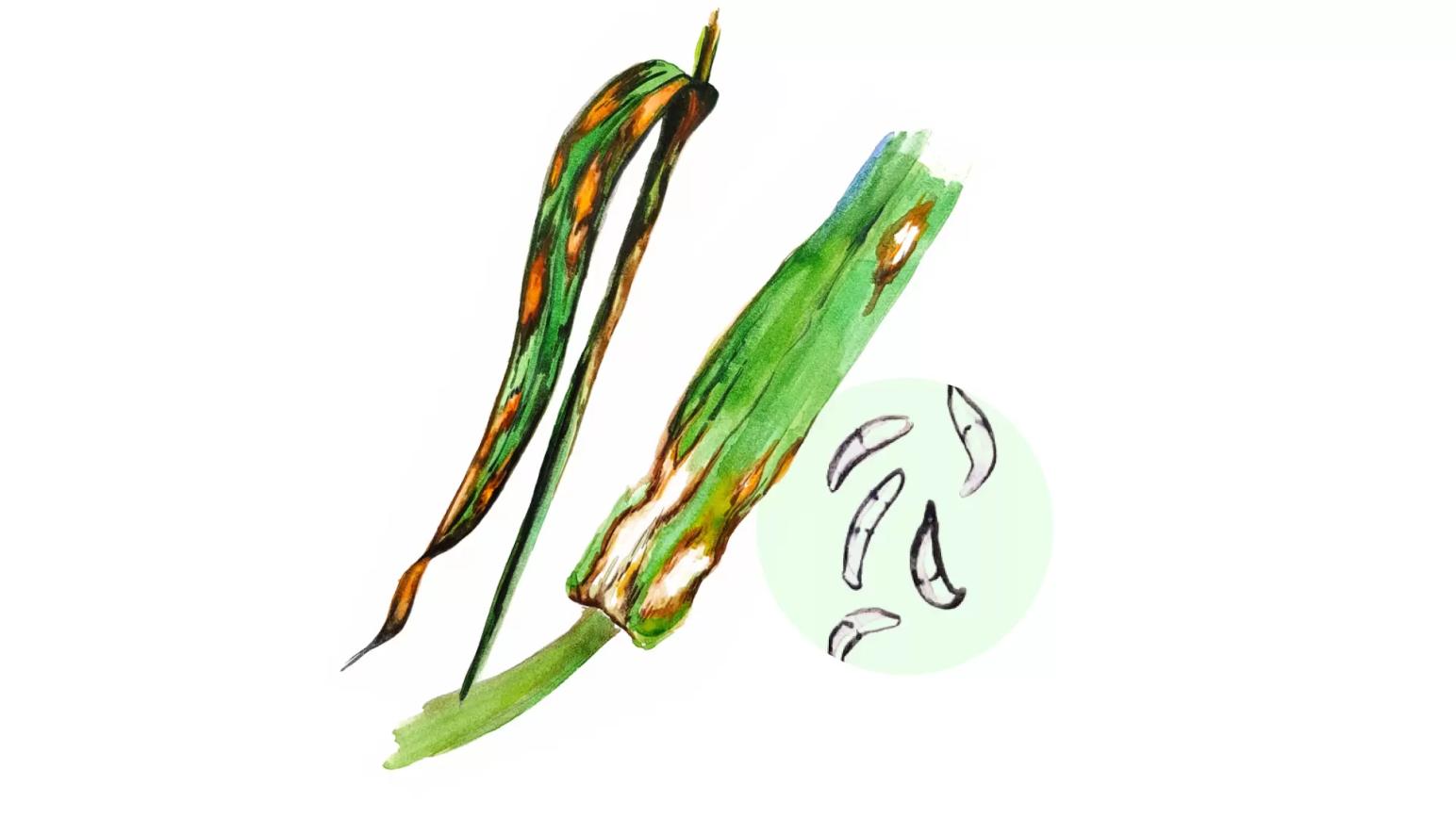 Ринхоспориоз (окаймлённая пятнистость)