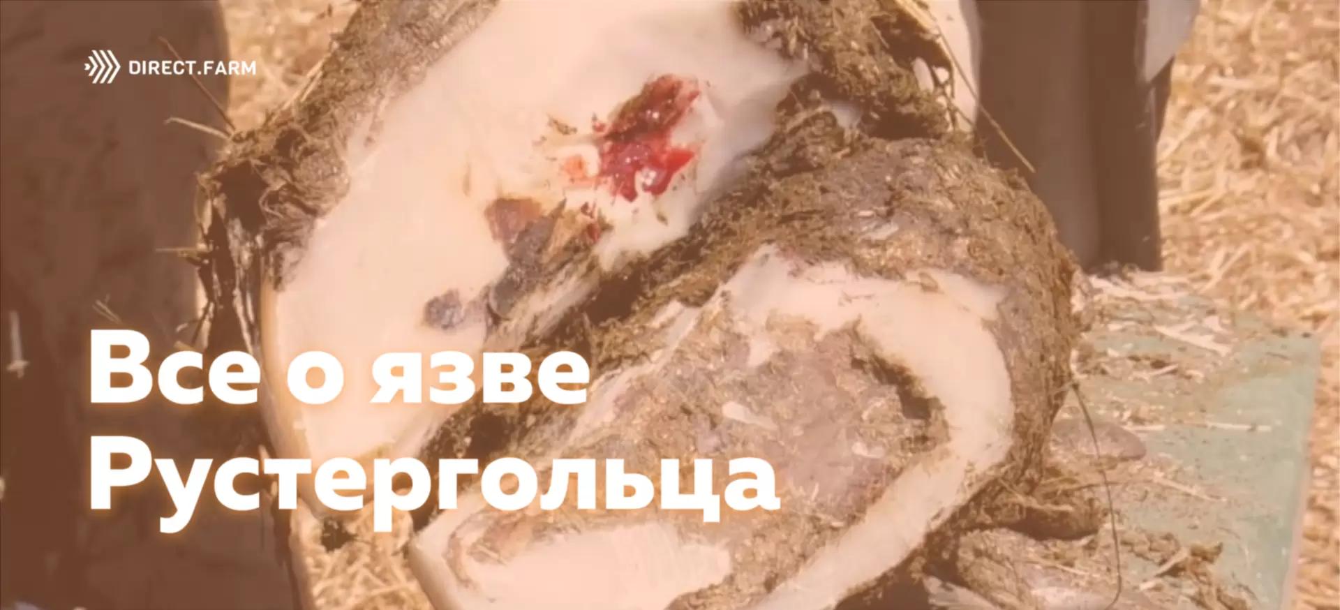 ТОП-5 материалов о язве Рустергольца