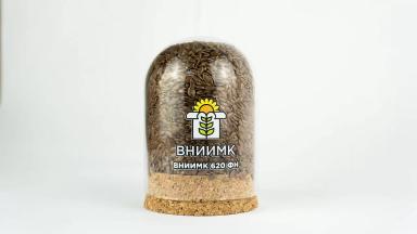 ВНИИМК 620 ФН сорт льна масличного