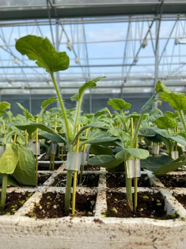 Клипса – революция в прививке рассады: получите больше урожая!