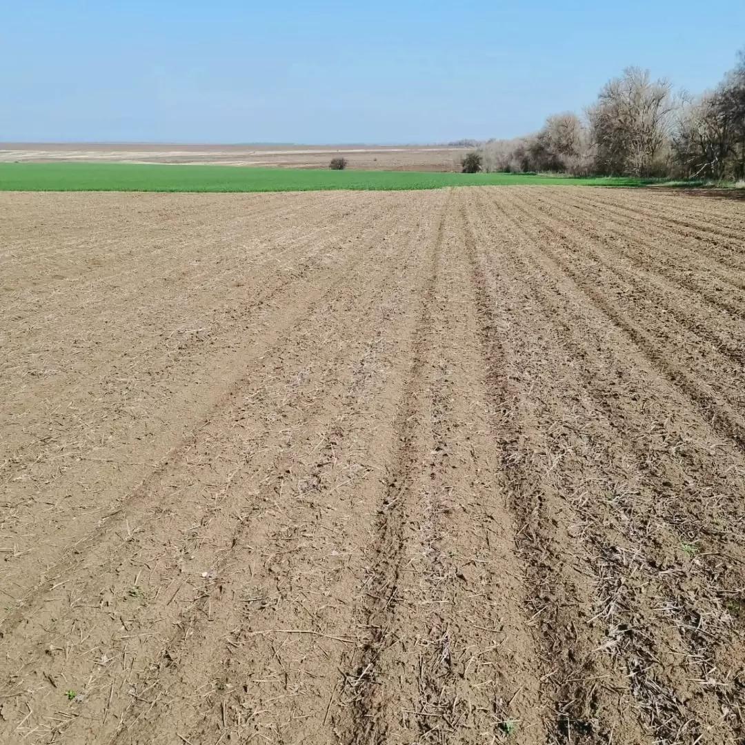 Хлебная жужелица, кто как борется?