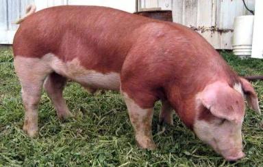 Герефордская порода свиней