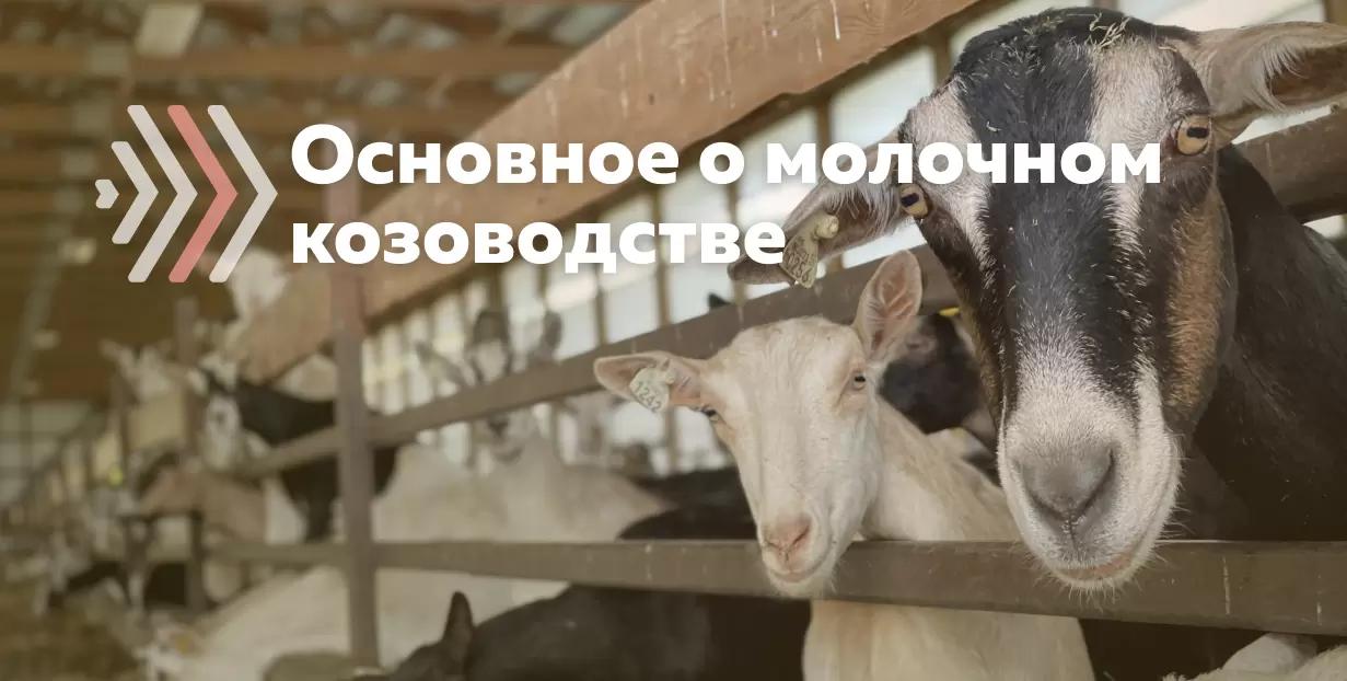 Факты и цифры о молочных козах