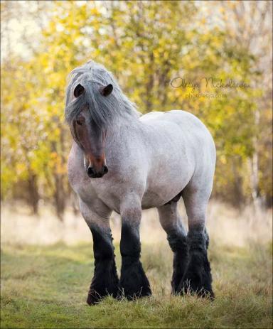 Брабансон (бельгийская тяжеловозная, бельгийская шаговая лошадь)