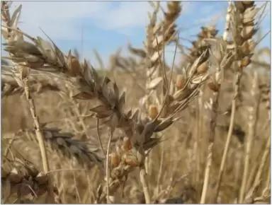 Наиболее устойчивые к осыпанию сорта озимой пшеницы