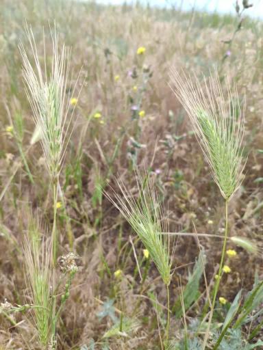 Исследование ризобиома диких пшениц в Краснодарском крае