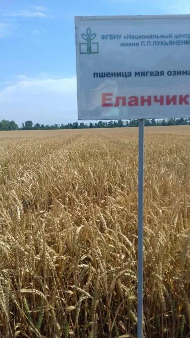 Сорта озимой пшеницы НЦЗ им. П.П.Лукьяненко