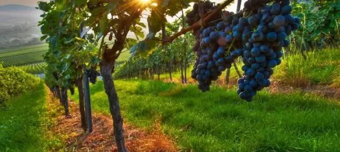 Влияние цеолита при решении проблемы недостатка влаги в винограднике.