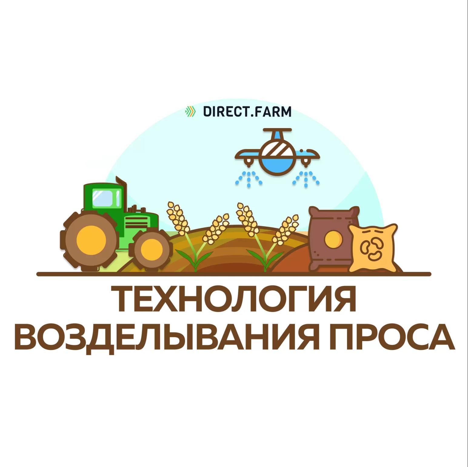 Технология возделывания проса