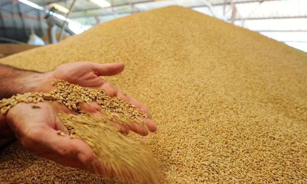 Россельхознадзор принял меры для предотвращения выпуска некачественного зерна