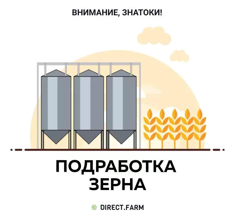 Как проводить сушку зерна?