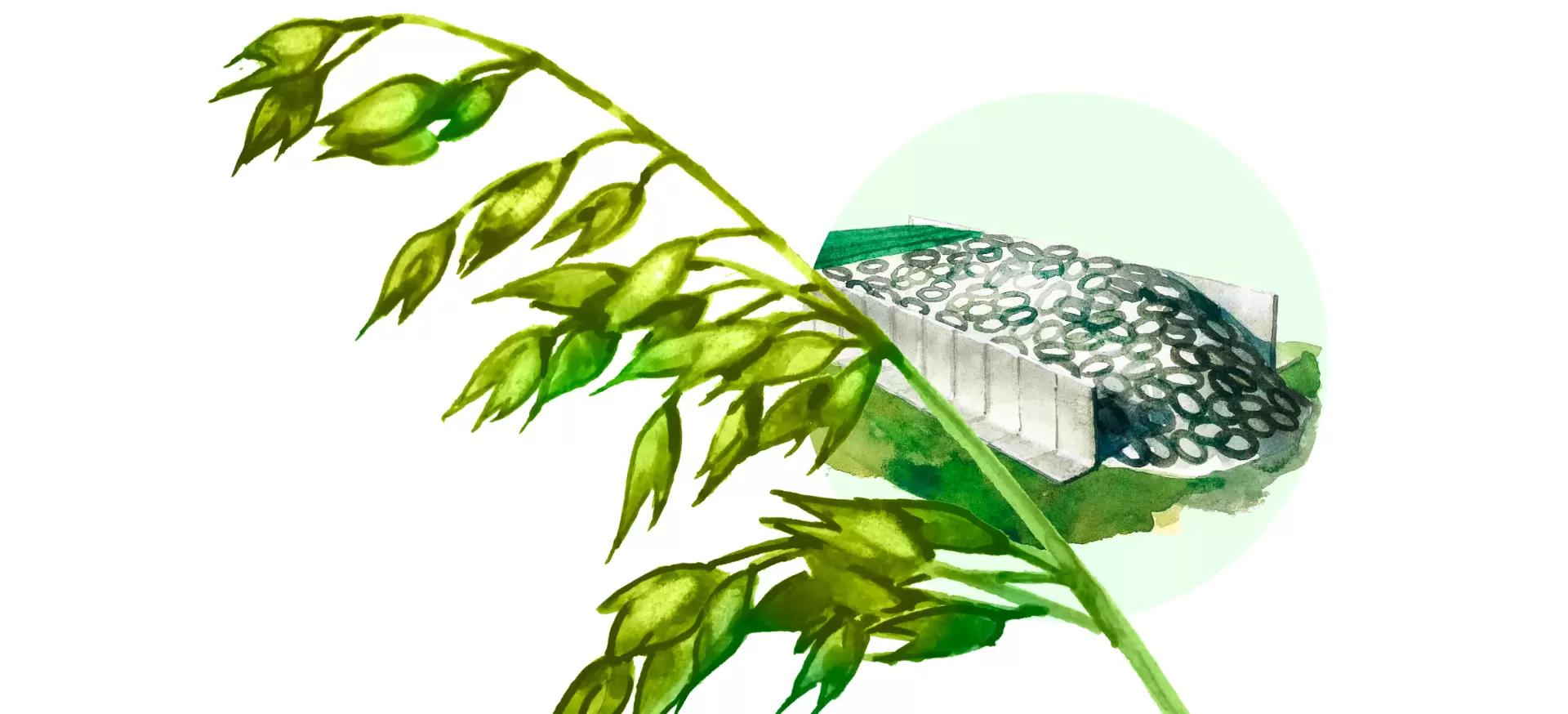 Силос из зеленого овса