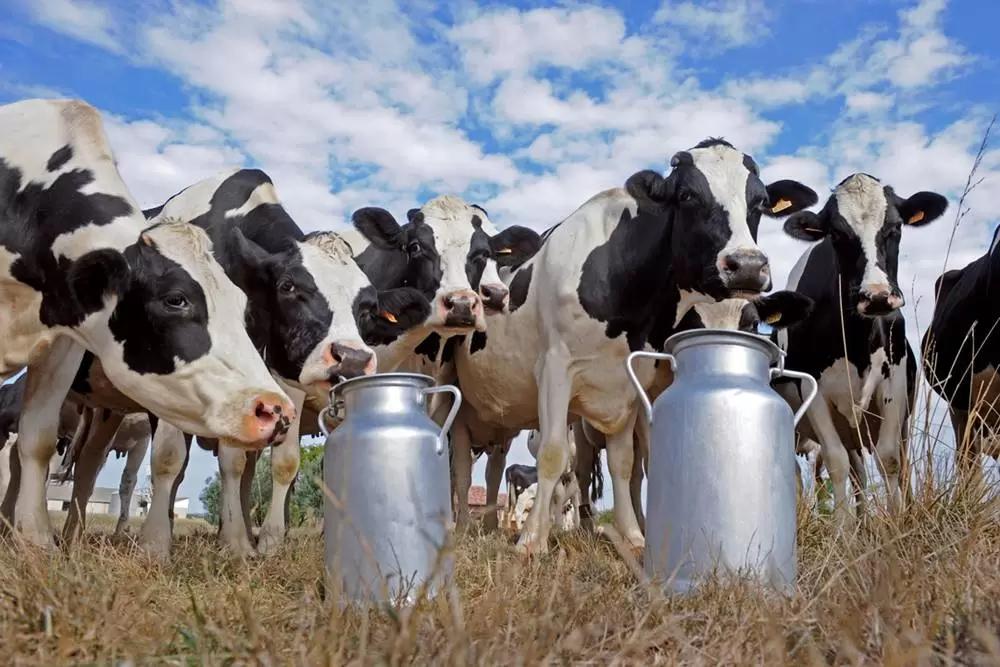 Рост промышленного производства молока в январе 2023 года ускорился в два раза