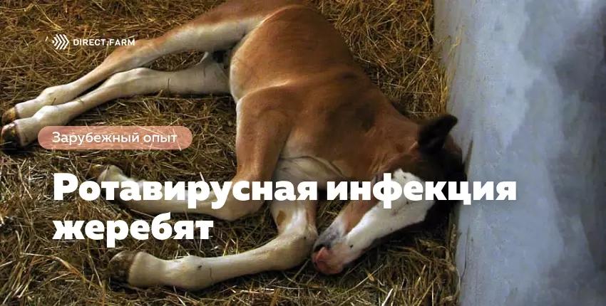 Ротавирусная инфекция жеребят