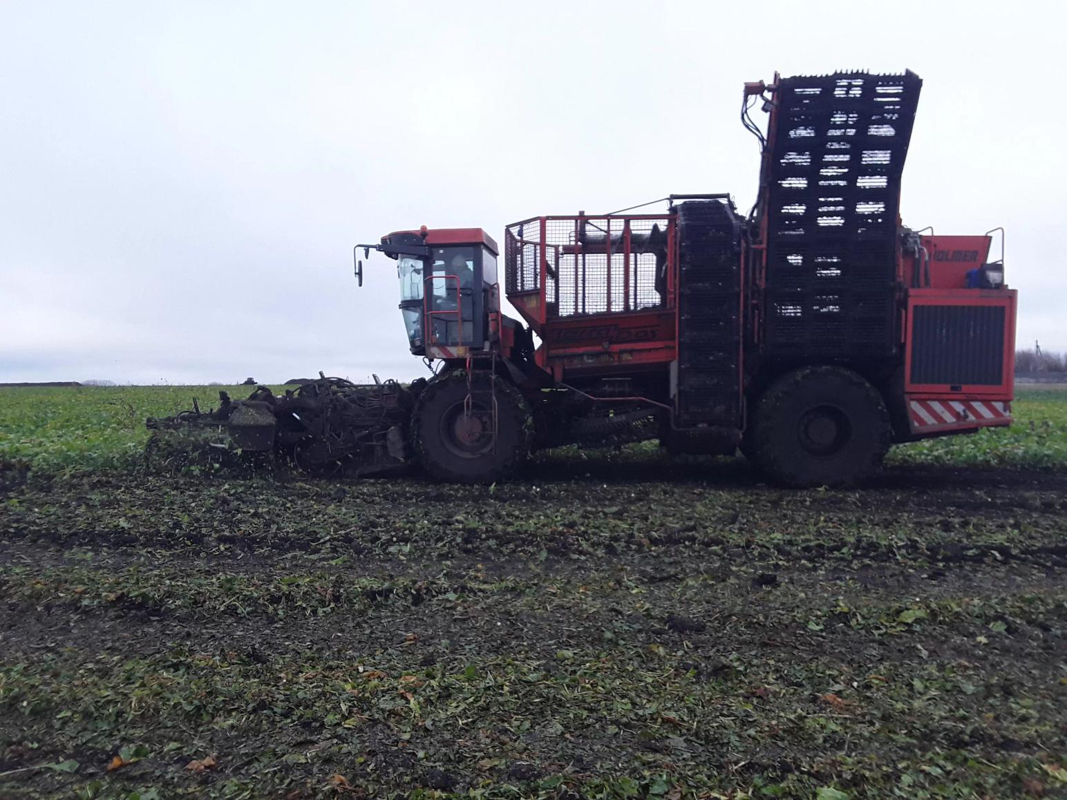 Испытание различных гибридов сахарной свёклы