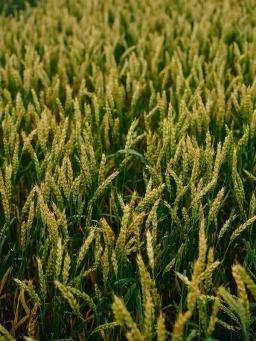 Пшеница яровая Ликамеро