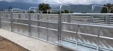 Раскол для крупного рогатого скота