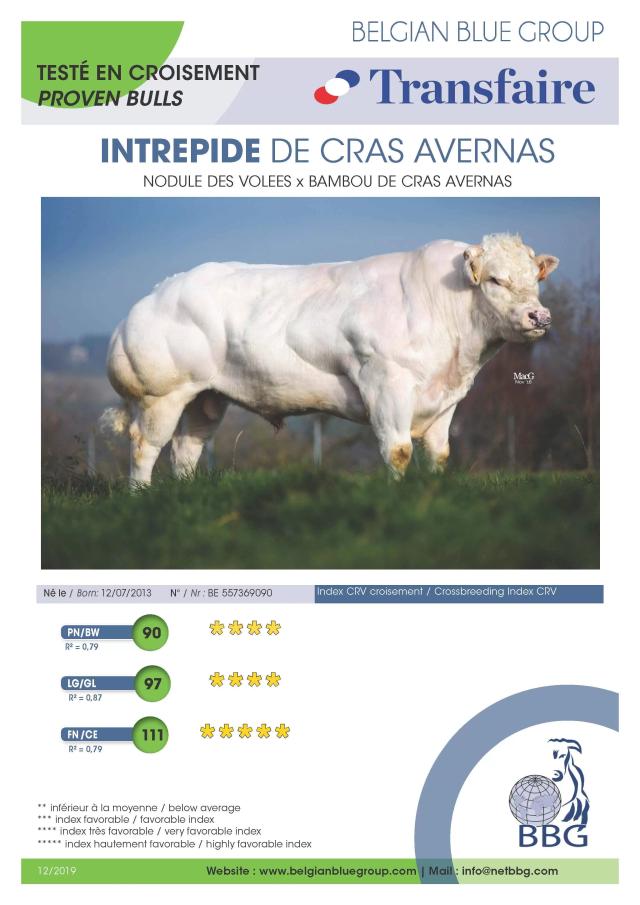 Быки-производители бельгийской компании BBG