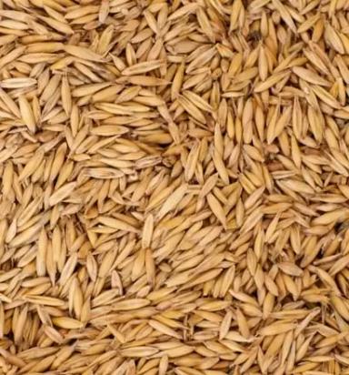 Овес продовольственный