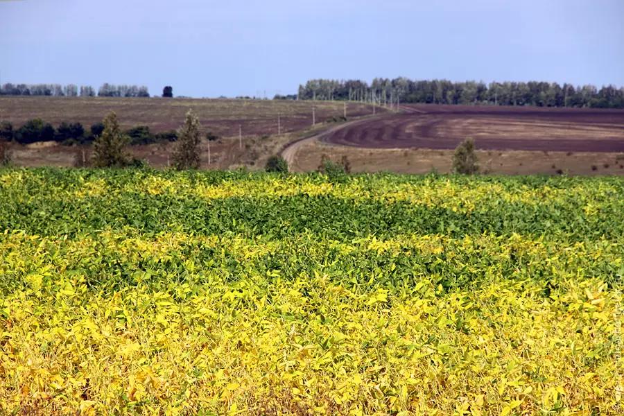 ИИ и спутники могут помочь обнаружить нашествие соевой тли