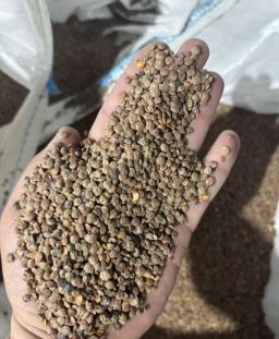 Продам чечевицу красную фуражную