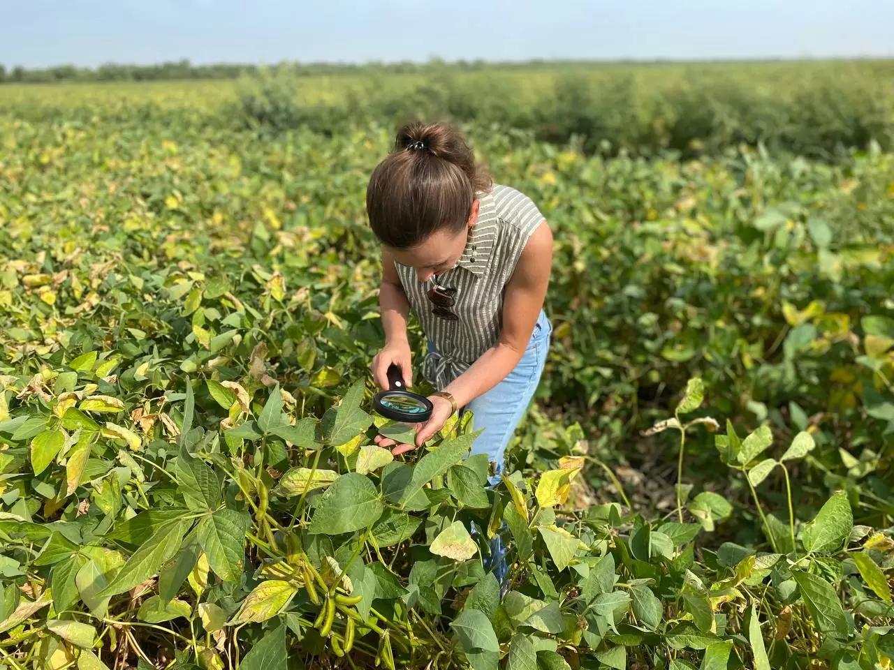 Защищаем сою от паутинного клеща