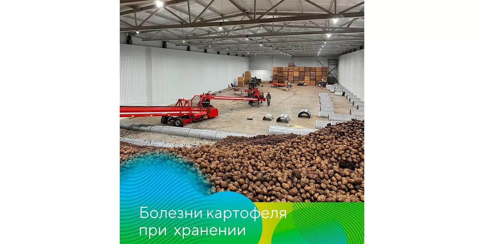 Болезни картофеля при хранении