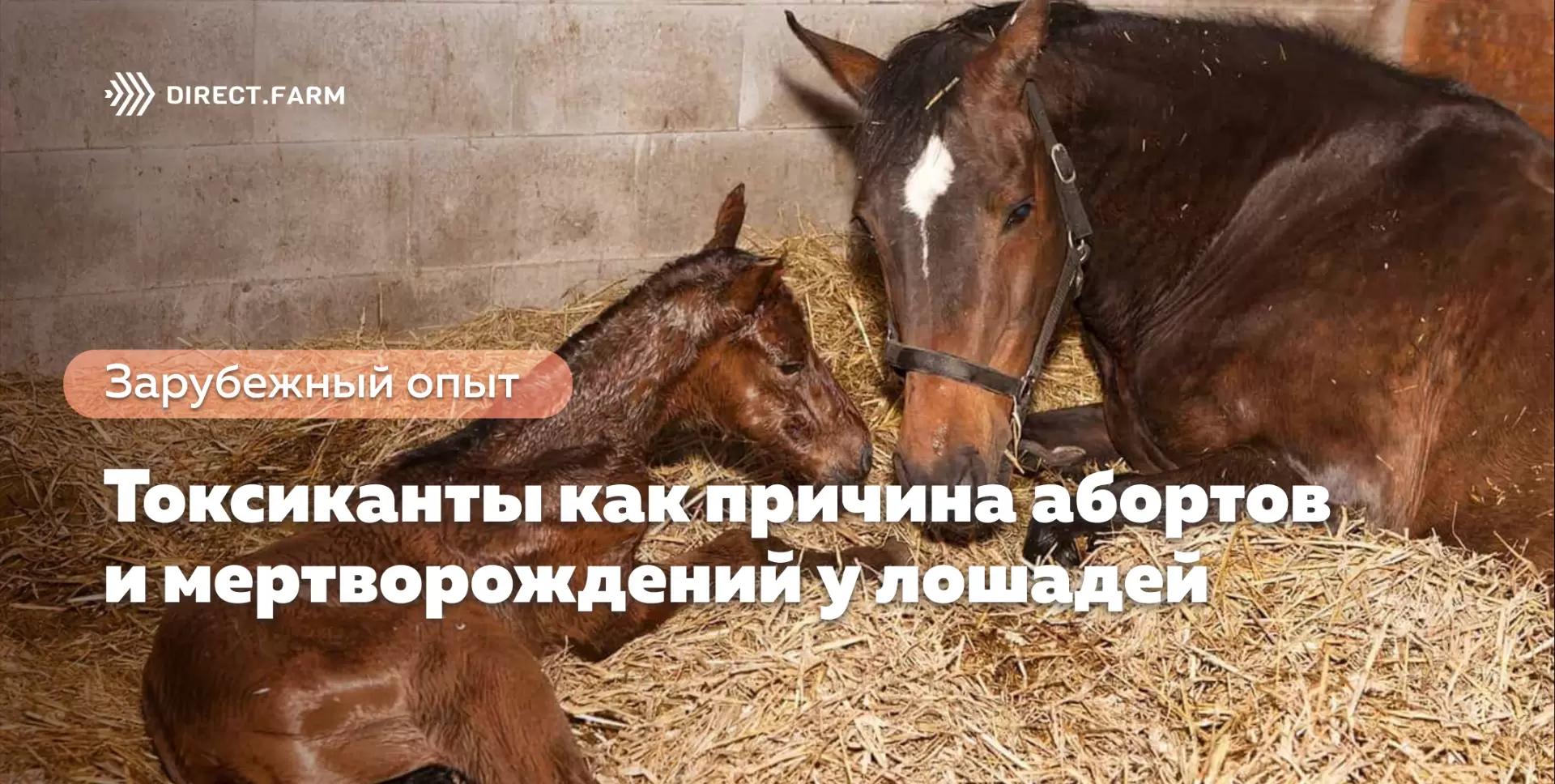 Токсиканты как причина абортов и мертворождений у лошадей