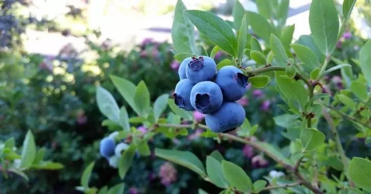 Основные проблемы возделывания голубики и методы их решения