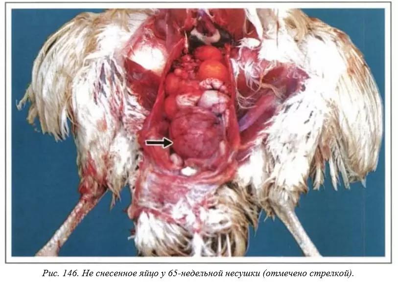 Вегад - Атлас болезней птицы. Ч. 31, 32. Нарушение яйцекладки. Аммиак