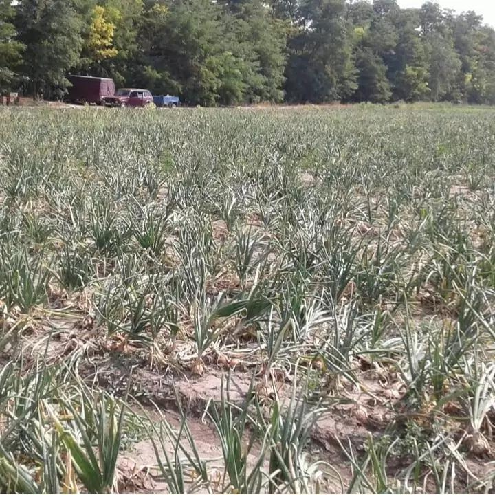 Борьба с сорняком по репчатому луку...