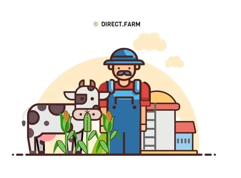 Оптимальные сроки уборки кукурузы на силос