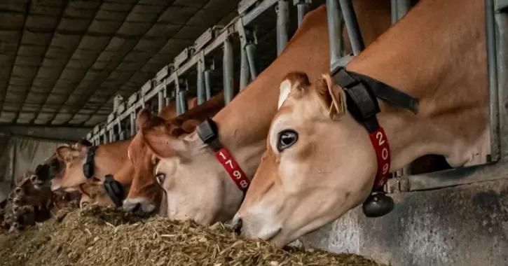 Аминокислоты помогают бороться с тепловым стрессом